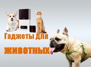 умные гаджеты для животных