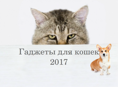 Гаджеты для кошек 2017