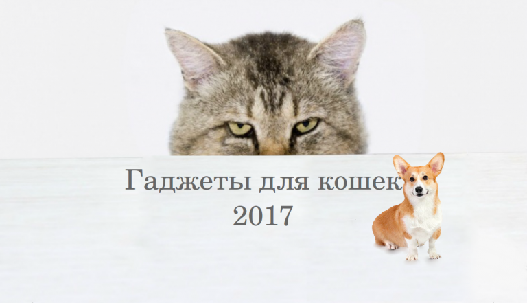 Гаджеты для кошек 2017