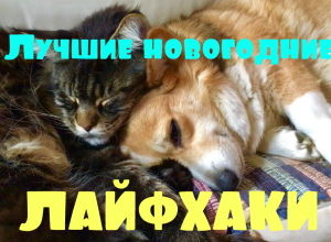 как поставить елку если в доме кот