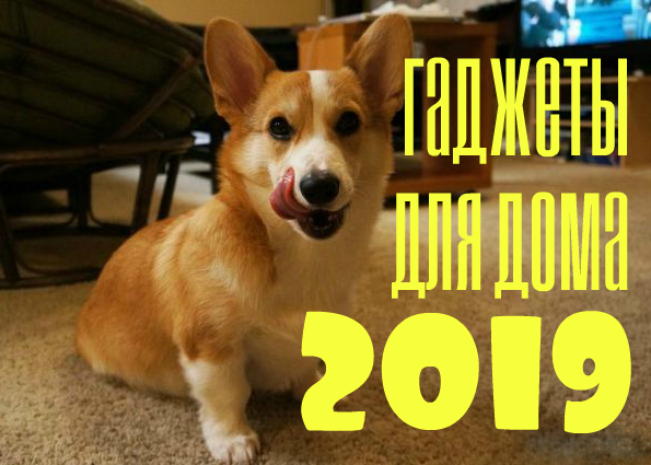 Интересные 2019. Корги Topi. Fat Corgi. Корги с пиццей фото. Корги и пицца Мем.