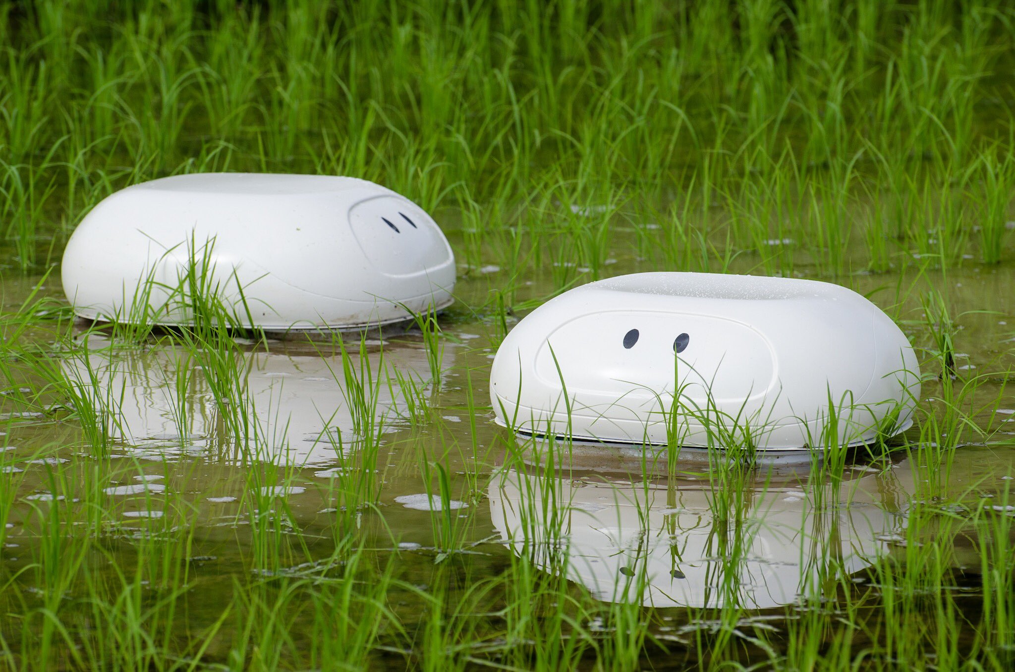 Робот баламут Nissan - эффективное средство для борьбы с сорняками на рисовых полях