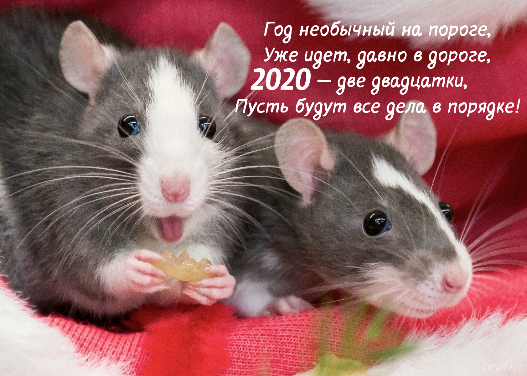 Картинки поздравления с Новым Годом Крысы